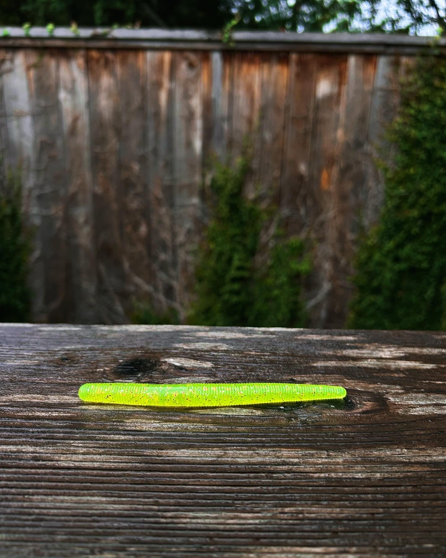 5.5” Chartreuse Senko (Qty:11)